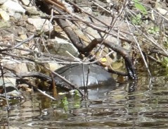 Schlafende Schildkröte